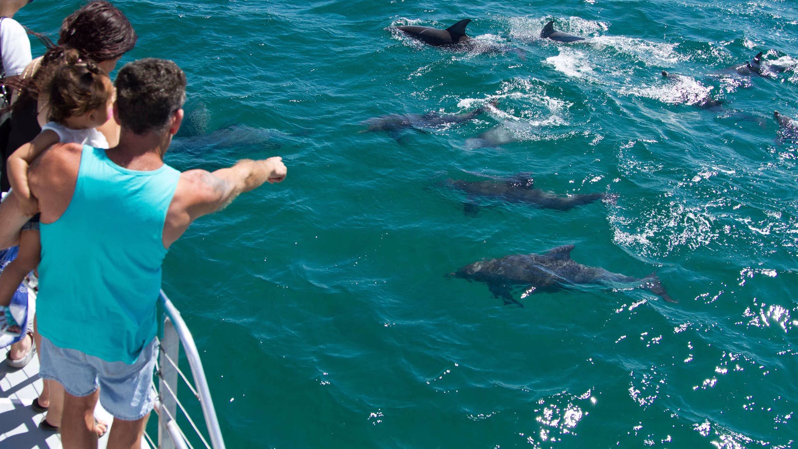 Dolphin watching Jervis Bay